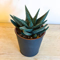 Haworthia 'Royal Albert' - Sprouts of Bristol