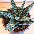 Haworthia 'Royal Albert' - Sprouts of Bristol