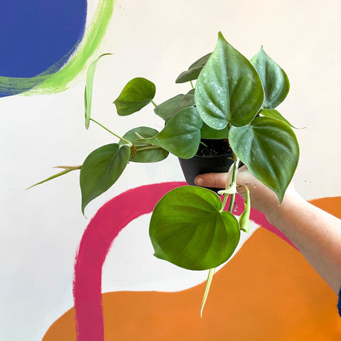 Heart Leaf Philodendron - Philodendron scandens - Sprouts of Bristol