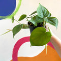Heart Leaf Philodendron - Philodendron scandens - Sprouts of Bristol