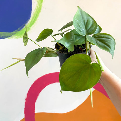 Heart Leaf Philodendron - Philodendron scandens - Sprouts of Bristol