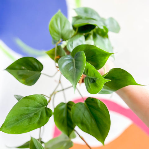 Heart Leaf Philodendron - Philodendron scandens - Sprouts of Bristol