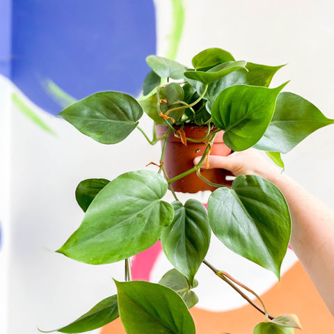 Heart Leaf Philodendron - Philodendron scandens - Sprouts of Bristol