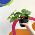Heart Leaf Philodendron - Philodendron scandens - Sprouts of Bristol