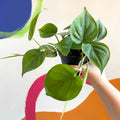 Heart Leaf Philodendron - Philodendron scandens - Sprouts of Bristol