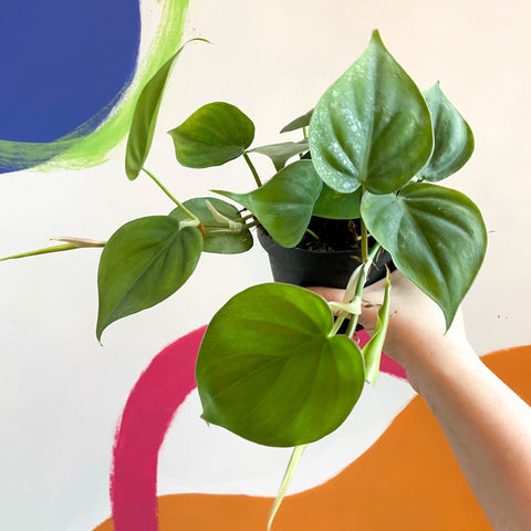 Heart Leaf Philodendron - Philodendron scandens - Sprouts of Bristol