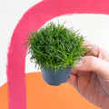 Heath Pearlwort - Sagina subulata - Sprouts of Bristol