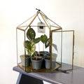 Hexagonal Brass & Glass Terrarium - Sprouts of Bristol