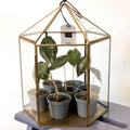 Hexagonal Brass & Glass Terrarium - Sprouts of Bristol