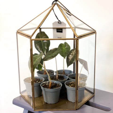 Hexagonal Brass & Glass Terrarium - Sprouts of Bristol