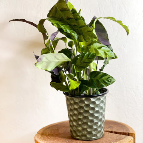 Hexagonal Zinc Metal Planter - Various Sizes - Sprouts of Bristol