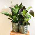 Hexagonal Zinc Metal Planter - Various Sizes - Sprouts of Bristol