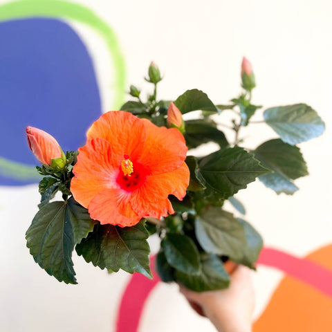 Hibiscus adonicus 'Salmon' - Sprouts of Bristol