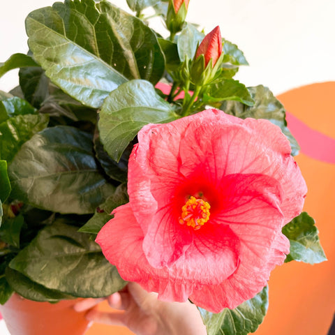Hibiscus rosa-sinensis 'Sunny' - Sprouts of Bristol