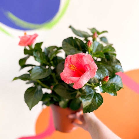 Hibiscus rosa-sinensis 'Sunny' - Sprouts of Bristol