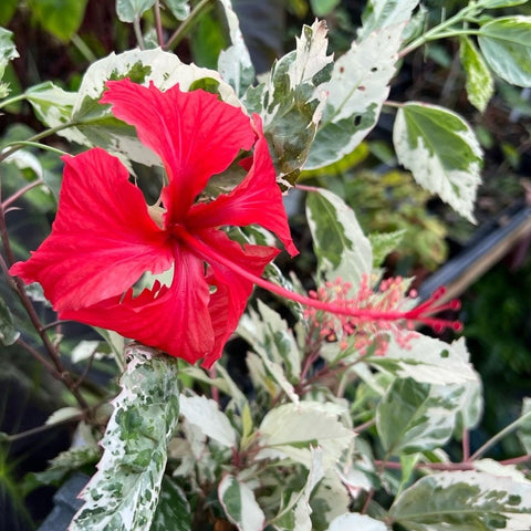 Hibiscus rosa-sinensis ‘Variegata’ - Sprouts of Bristol