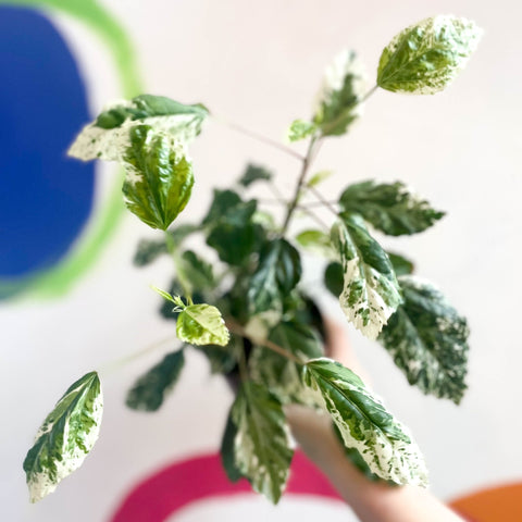Hibiscus rosa-sinensis ‘Variegata’ - Sprouts of Bristol