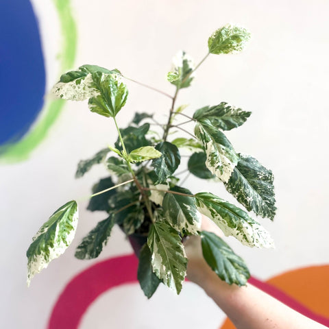 Hibiscus rosa-sinensis ‘Variegata’ - Sprouts of Bristol