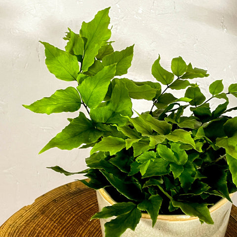 Holly Leaf Fern - Pteris - Sprouts of Bristol