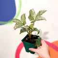 Holly-Leaved Hellebore - Helleborus argutifolius 'Pacific Frost' - Cotswold Grown Perennial - Sprouts of Bristol