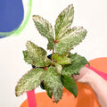 Holly-Leaved Hellebore - Helleborus argutifolius 'Pacific Frost' - Cotswold Grown Perennial - Sprouts of Bristol