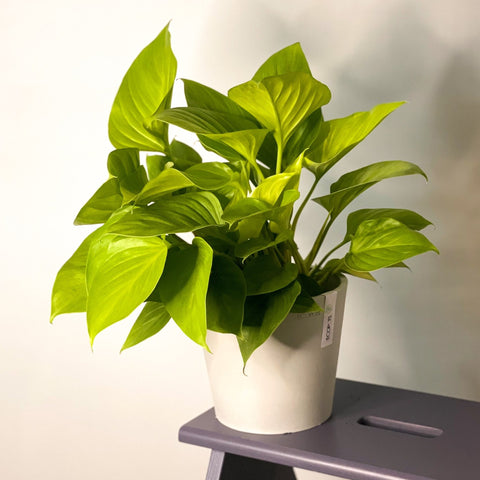 Homalomena rubescens 'Lemon Lime' - Sprouts of Bristol