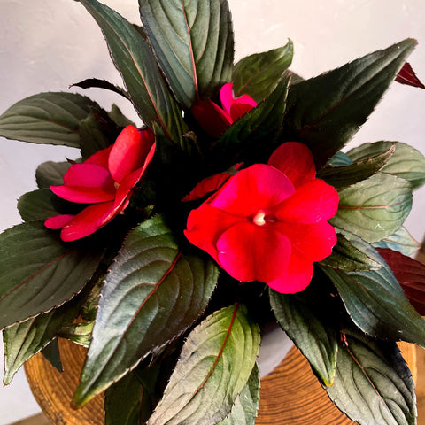 Hot Pink Busy Lizzie - Impatiens 'New Guinea' - Sprouts of Bristol