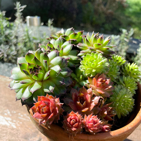 Houseleeks in Aged Terracotta Pot - Sempervivum - Sprouts of Bristol