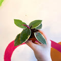 Hoya carnosa ‘Flamingo Dream’ - Sprouts of Bristol