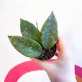 Hoya caudata 'Sumatra' - Sprouts of Bristol