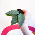 Hoya caudata 'Sumatra' - Sprouts of Bristol