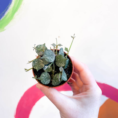 Hoya curtisii - Sprouts of Bristol