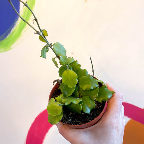 Hoya endauensis - Sprouts of Bristol