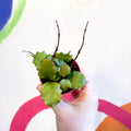 Hoya endauensis - Sprouts of Bristol
