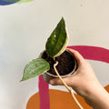 Hoya macrophylla - Sprouts of Bristol