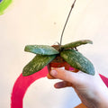 Hoya sigillatis 'Round Leaf' (Wide form) - Sprouts of Bristol