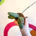 Hoya sigillatis 'Round Leaf' (Wide form) - Sprouts of Bristol