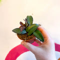 Hoya sp. ‘Philippines’ - Sprouts of Bristol