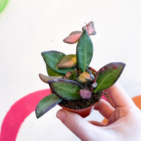 Hoya thomsonii x - Sprouts of Bristol