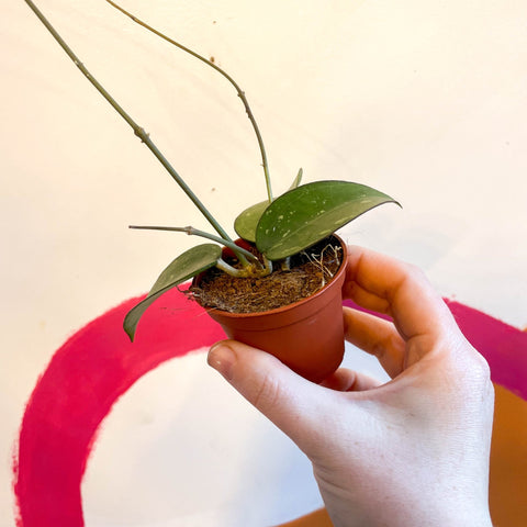 Hoya verticillata 'Black Edge' - Sprouts of Bristol