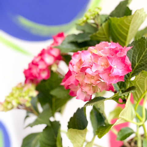 Hydrangea macrophylla 'Hot Red' - Sprouts of Bristol