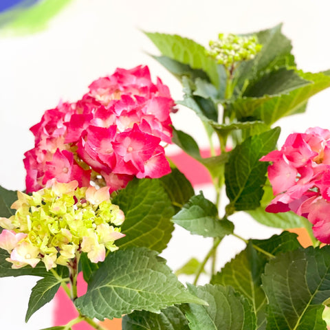 Hydrangea macrophylla 'Hot Red' - Sprouts of Bristol