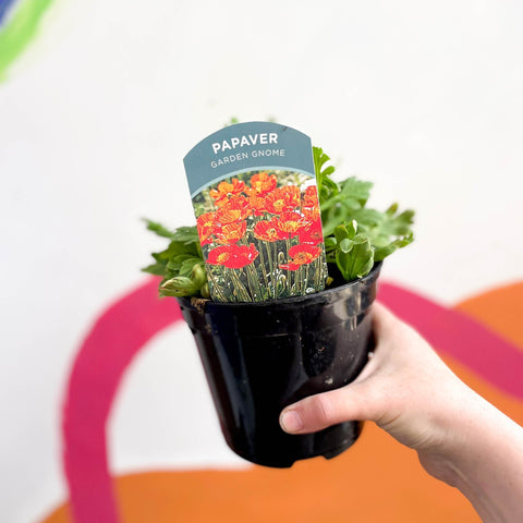 Icelandic poppy - Papaver nudicaule 'Garden Gnome' - British Grown Perennial - Sprouts of Bristol