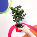 Ilex meserveae 'Blue Angel' - Dwarf Holly Bush - Sprouts of Bristol