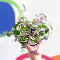 Inch Plant 'Quadricolor' - Tradescantia fluminensis 'Quadricolor' - Sprouts of Bristol