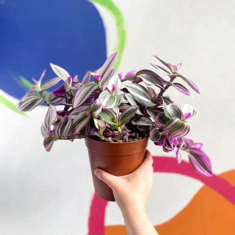 Inch Plant - Tradescantia albiflora 'Nanouk' - Sprouts of Bristol
