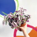 Inch Plant - Tradescantia albiflora 'Nanouk' - Sprouts of Bristol