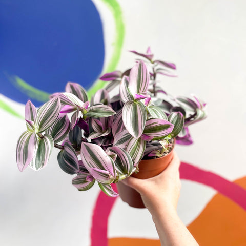 Inch Plant - Tradescantia albiflora 'Nanouk' - Sprouts of Bristol