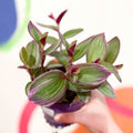Inch Plant - Tradescantia blossfeldiana 'Nanouk' - Sprouts of Bristol