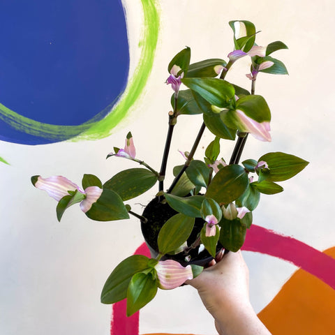 Inch Plant - Tradescantia fluminensis 'Maiden's Blush' - Welsh Grown - Sprouts of Bristol